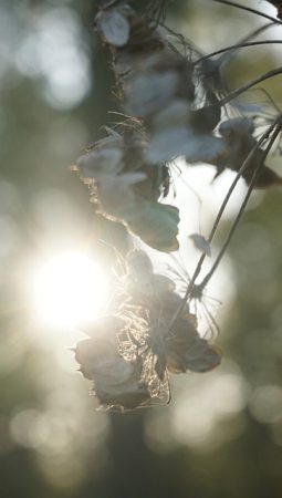 Stimmung Herbst Gräser Oktober Trauer Pflanze