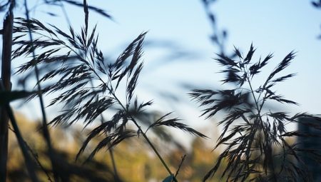 Stimmung Herbst Gräser Oktober Trauer Pflanze